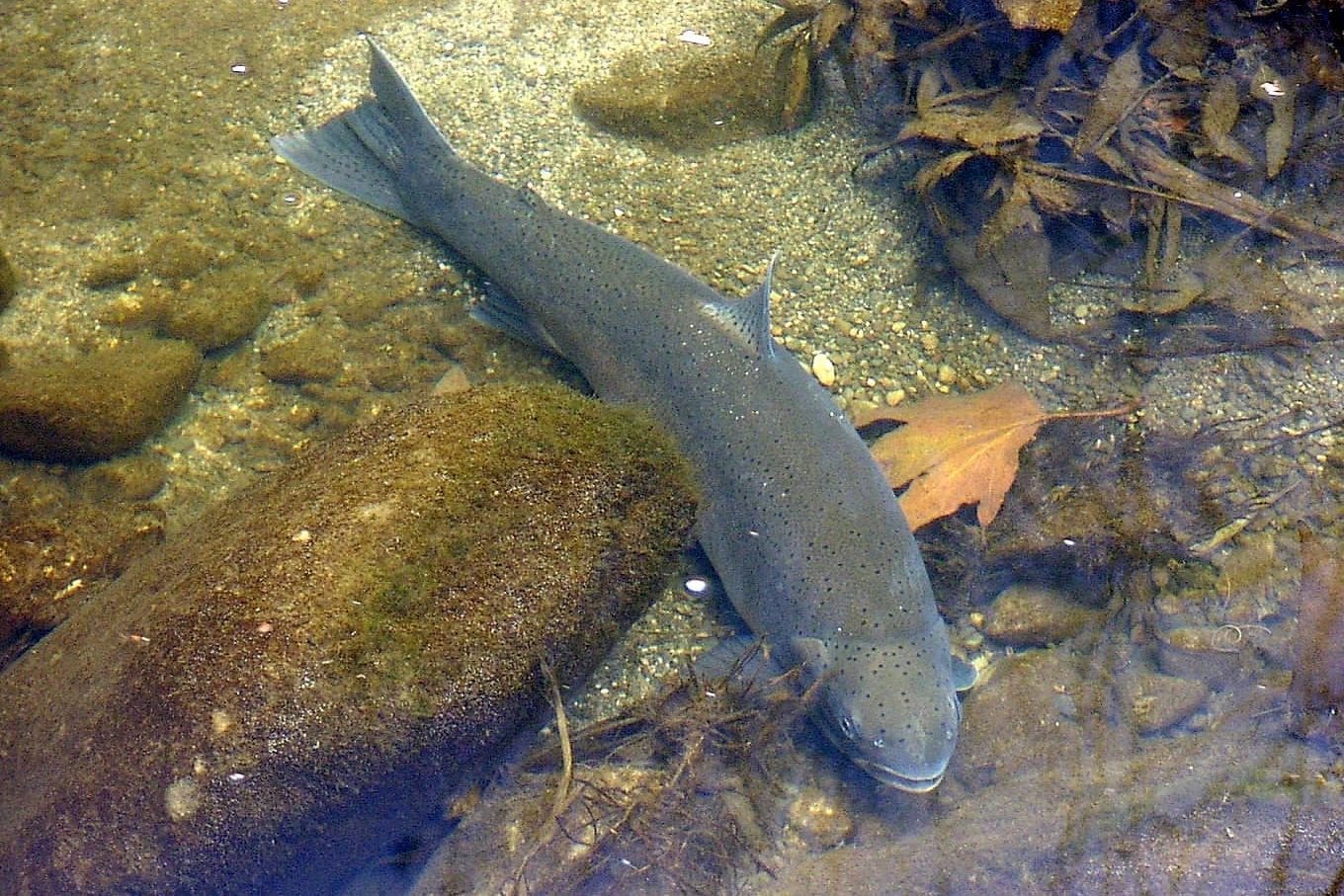 A Southern California steelhead — an olive-gray, dark-spotted trout — holding in shallow, clear water over a gravel-and-cobble streambed.