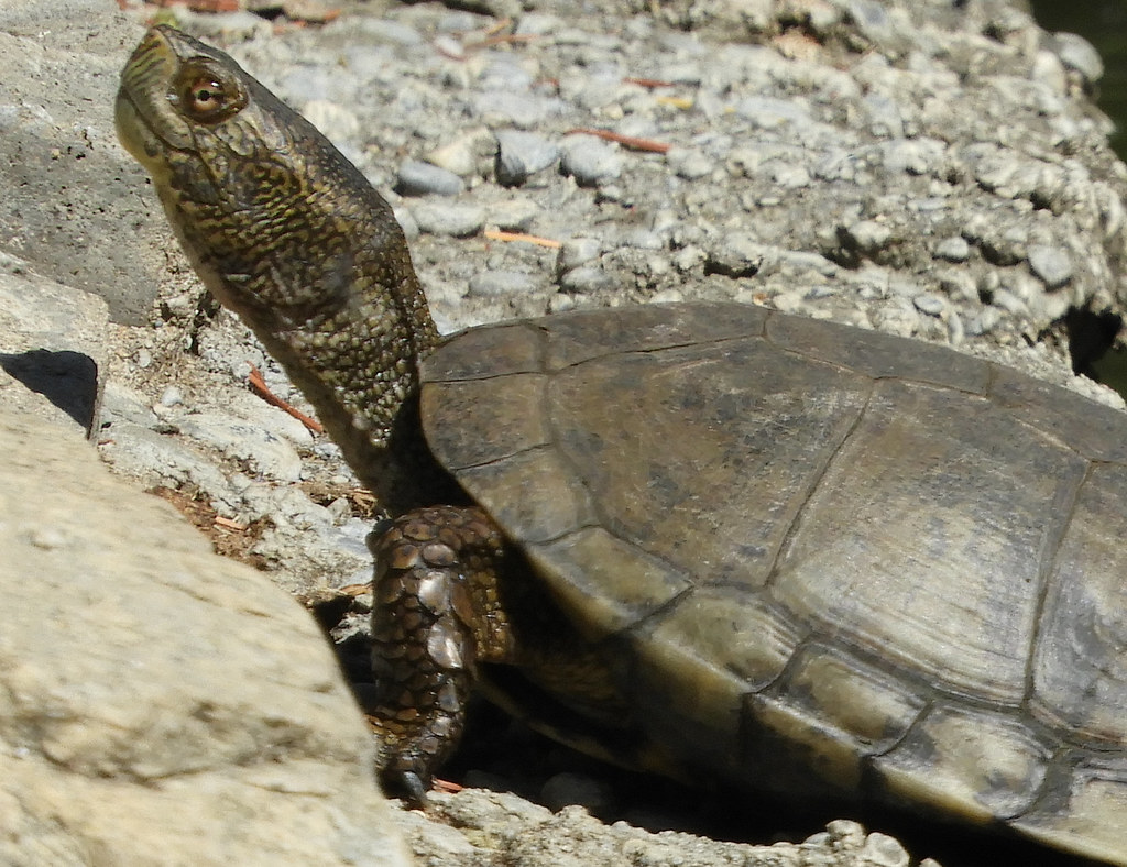 A Southwestern pond turtle basking on sun-warmed rocks at the water's edge, its olive-brown shell and mottled olive-and-cream head and neck clearly visible.